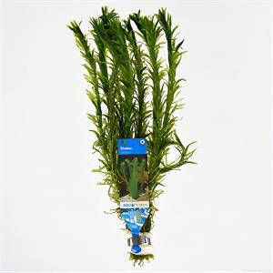 Moerings waterplanten Elodea densa 10 stuks aquarium plant