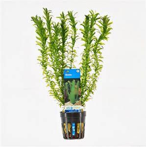 Moerings waterplanten Elodea densa 6 stuks aquarium plant