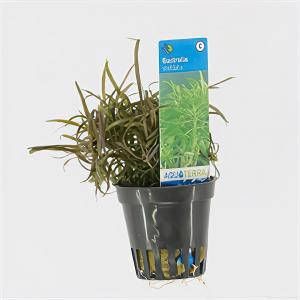 Moerings waterplanten Eustralis stellata 6 stuks aquarium plant