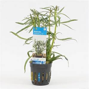 Moerings waterplanten Eustralis stellata grof 6 stuks aquarium plant