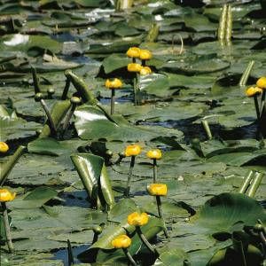 Moerings waterplanten Gele plomp (Nuphar lutea) waterlelie (6-stuks)