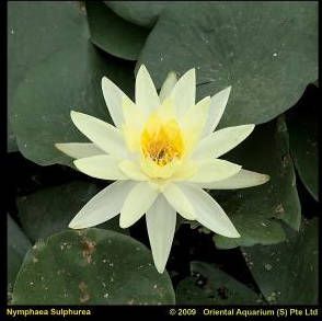 Moerings waterplanten Gele waterlelie (Nymphaea Sulphurea) waterlelie (6-stuks)