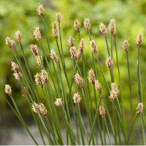 Moerings waterplanten Gewone waterbies (Eleocharis palustris) moerasplant (6-stuks)