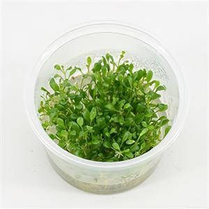 Moerings waterplanten Glossostigma elatinoides 3 stuks aquarium plant