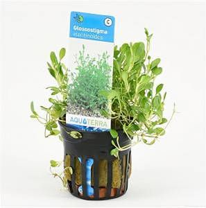 Moerings waterplanten Glossostigma elatinoides 6 stuks aquarium plant