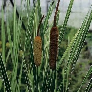 Moerings waterplanten Grote bonte lisdodde (Typha latifolia “variegata”) moerasplant (6-stuks)