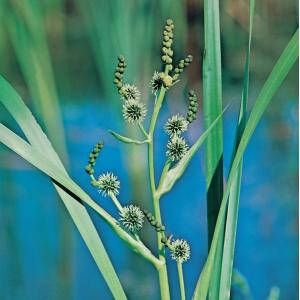 Moerings waterplanten Grote egelskop (Sparganium erectum) moerasplant (6-stuks)