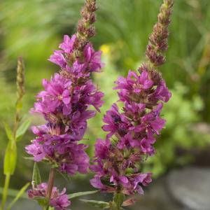 Moerings waterplanten Grote kattenstaart (Lythrum salicaria) moerasplant (6-stuks)