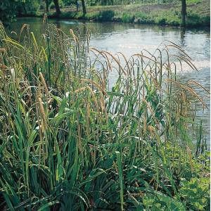 Moerings waterplanten Hangende zegge (Carex pendula) moerasplant (6-stuks)