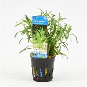 Moerings waterplanten Heteranthera zosterifolia 6 stuks aquarium plant