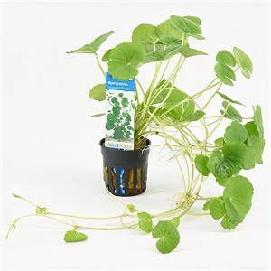 Moerings waterplanten Hydrocotyle leucocephala 6 stuks aquarium plant