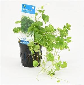 Moerings waterplanten Hydrocotyle tripartita 6 stuks aquarium plant