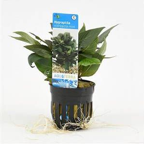 Moerings waterplanten Hygrophila corymbosa compacta mini 6 stuks aquarium plant