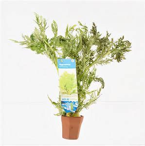 Moerings waterplanten Hygrophila difformis 10 stuks aquarium plant