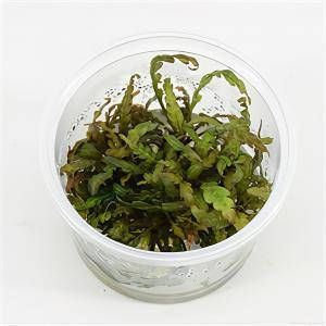 Moerings waterplanten Hygrophila pinnatifida 3 stuks aquarium plant