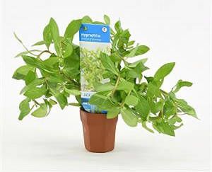 Moerings waterplanten Hygrophila polysperma 10 stuks aquarium plant