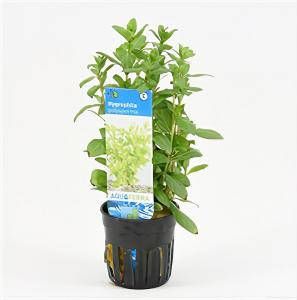 Moerings waterplanten Hygrophila polysperma 6 stuks aquarium plant