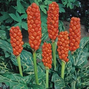 Moerings waterplanten Italiaanse aronskelk (Arum Italicum) moerasplant (6-stuks)