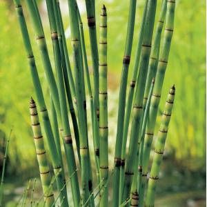 Moerings waterplanten Japanse holpijp (Equisetum Japonica) moerasplant (6-stuks)