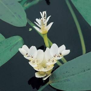 Moerings waterplanten Kaapse waterlelie (Aponogeton Distachyos) waterlelie (6-stuks)