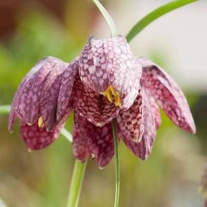 Moerings waterplanten Kievitsbloem (Fritillaria meleagris) moerasplant (6-stuks)