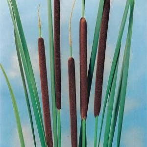 Moerings waterplanten Kleine lisdodde (Typha angustifolia) moerasplant (6-stuks)