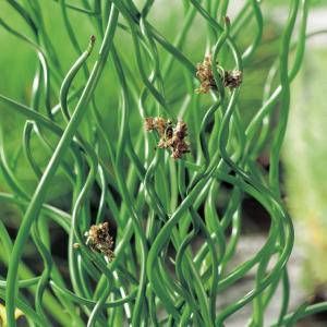 Moerings waterplanten Krulpitrus (Juncus effusus “spiralis”) moerasplant (6-stuks)