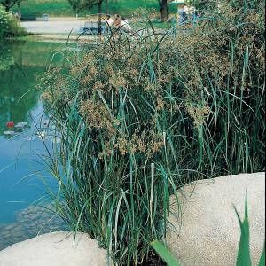 Moerings waterplanten Lang cypergras (Cyperus longus) moerasplant (6 stuks)