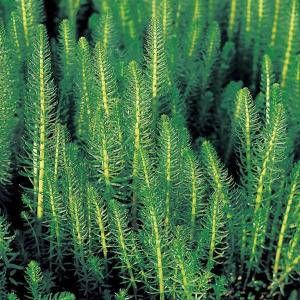 Moerings waterplanten Lidsteng (Hippuris vulgaris) zuurstofplant (6-stuks)