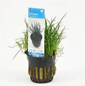 Moerings waterplanten Lilaeopsis mauritiana 6 stuks aquarium plant