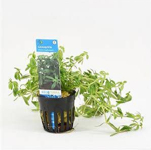 Moerings waterplanten Limnophila Vietnam mini 6 stuks aquarium plant