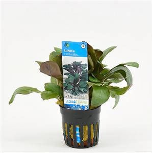 Moerings waterplanten Lobelia cardinalis 6 stuks aquarium plant