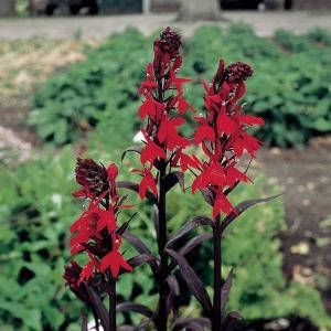 Moerings waterplanten Lobelia “Queen Victoria” (Lobelia fulgens “Queen Victoria”) moerasplant (6-stuks)