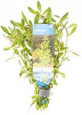 Moerings waterplanten Ludwigia arcuata 10 stuks aquarium plant