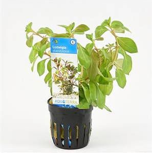 Moerings waterplanten Ludwigia glandulosa 6 stuks aquarium plant