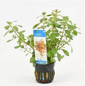 Moerings waterplanten Ludwigia mullertii 6 stuks aquarium plant