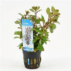 Moerings waterplanten Ludwigia palustris 6 stuks aquarium plant