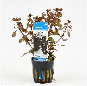 Moerings waterplanten Ludwigia repens mini rood 6 stuks aquarium plant