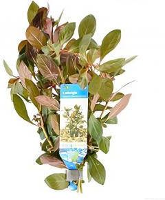 Moerings waterplanten Ludwigia repens rubin diamond red 10 stuks aquarium plant