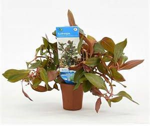 Moerings waterplanten Ludwigia repens rubin Diamond Red 10 stuks aquarium plant