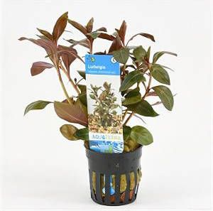 Moerings waterplanten Ludwigia repens rubin Diamond Red 6 stuks aquarium plant