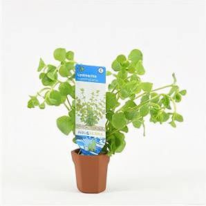 Moerings waterplanten Lysimachia nummularia 10 stuks aquarium plant