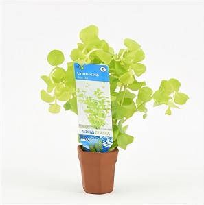 Moerings waterplanten Lysimachia nummularia aurea 10 stuks aquarium plant