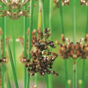 Moerings waterplanten Mattenbies (Scirpus lacustris) moerasplant (6-stuks)