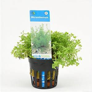 Moerings waterplanten Micranthemum micranthemoides 6 stuks aquarium plant