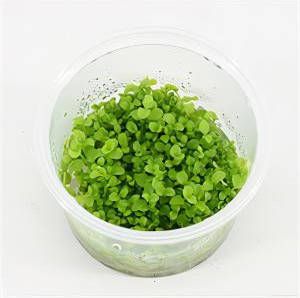 Moerings waterplanten Micranthemum Monte Carlo 3 stuks aquarium plant