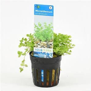 Moerings waterplanten Micranthemum umbrosum 6 stuks aquarium plant