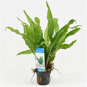 Moerings waterplanten Microsorum pteropus 6 stuks aquarium plant