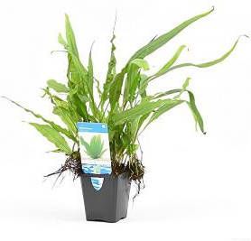 Moerings waterplanten Microsorum pteropus aquarium plant