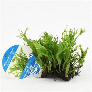 Moerings waterplanten Microsorum species op kokosnoot brug aquarium plant